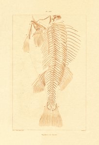 スケルトン、1833-39 作： French School